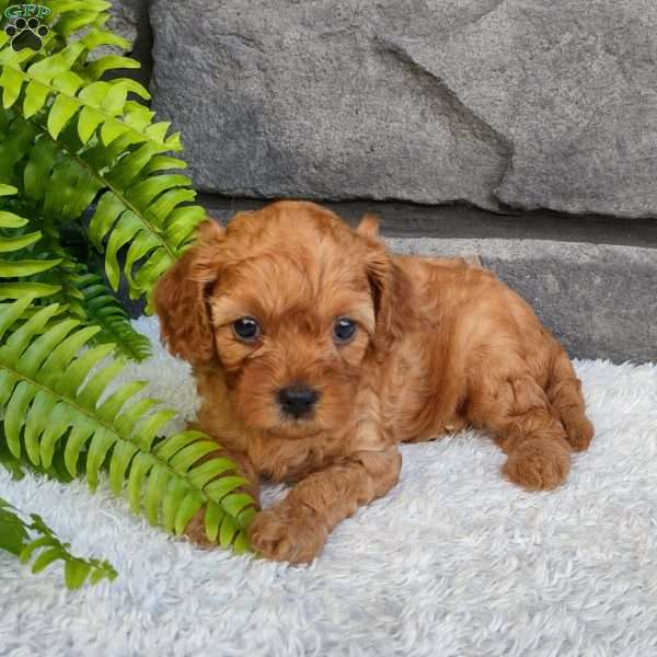 Teddy, Cavapoo Puppy