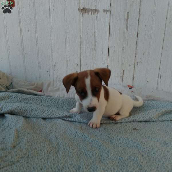 cookie, Jack Russell Mix Puppy