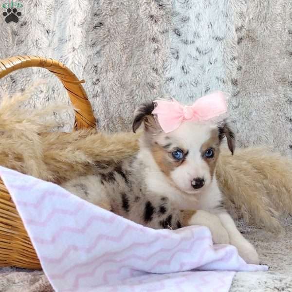 Chloe, Toy Australian Shepherd Puppy