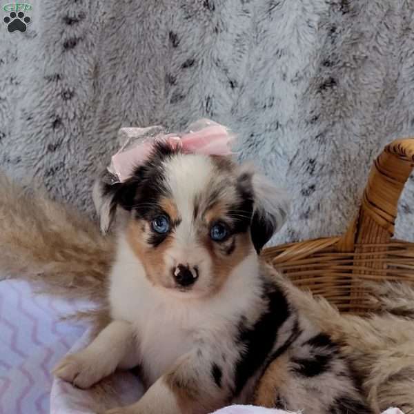 Lilly, Toy Australian Shepherd Puppy