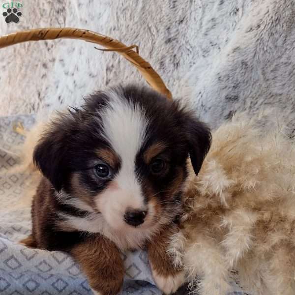 Harley, Toy Australian Shepherd Puppy