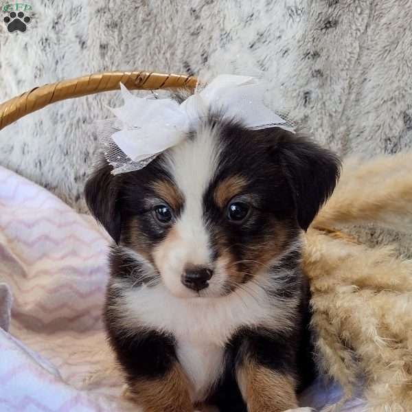 Zoe, Toy Australian Shepherd Puppy