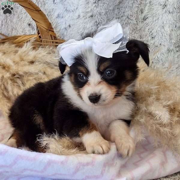 Sadie, Toy Australian Shepherd Puppy