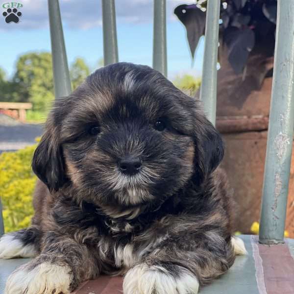 Jinx, Shorkie Puppy