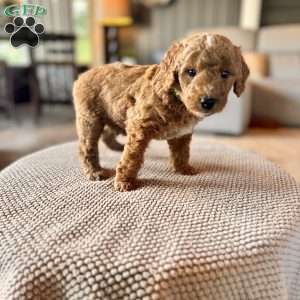 Tao, Mini Goldendoodle Puppy