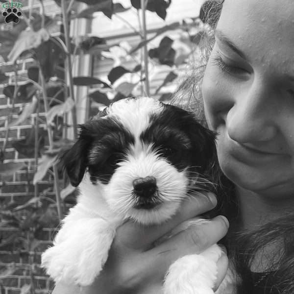 Nellie, Coton de Tulear Puppy