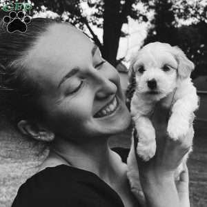 Walter, Coton de Tulear Puppy