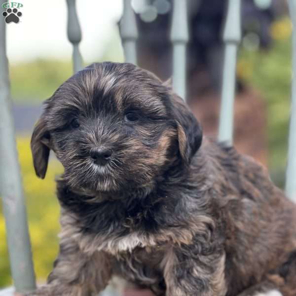 Jeff, Shorkie Puppy