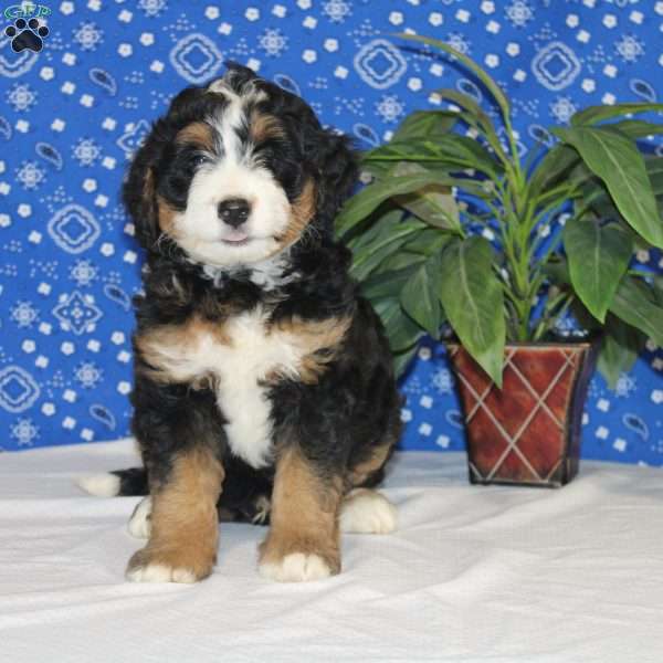 Connor, Mini Bernedoodle Puppy