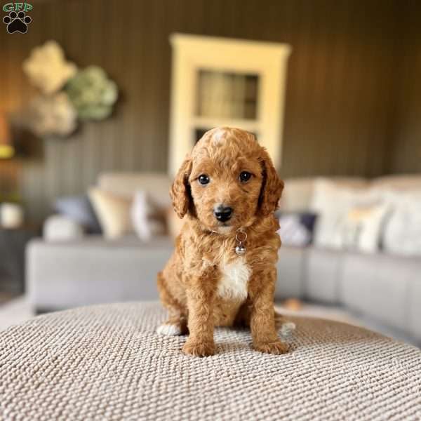 Sasha, Mini Goldendoodle Puppy