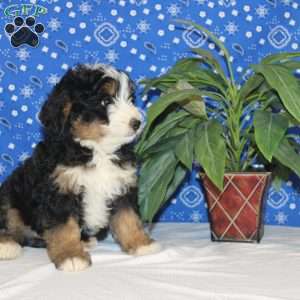 Charlie, Mini Bernedoodle Puppy