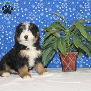 Charlie, Mini Bernedoodle Puppy