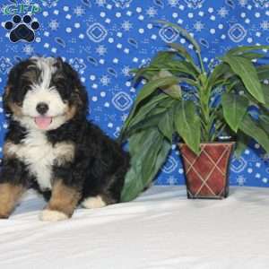 Charlie, Mini Bernedoodle Puppy