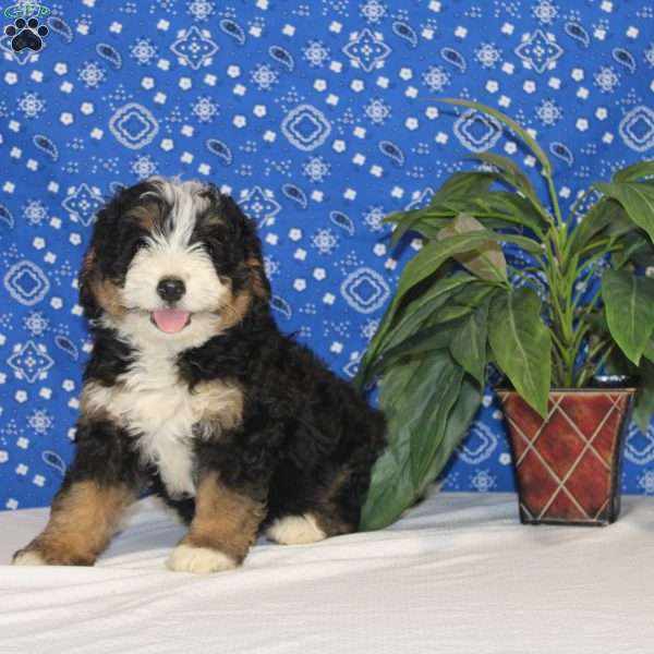 Charlie, Mini Bernedoodle Puppy