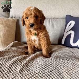 Tao, Mini Goldendoodle Puppy