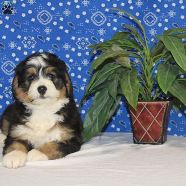 Cooper, Mini Bernedoodle Puppy