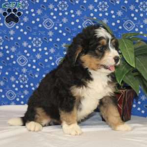 Cooper, Mini Bernedoodle Puppy