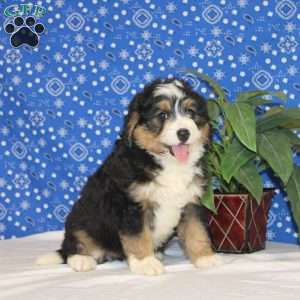 Cooper, Mini Bernedoodle Puppy