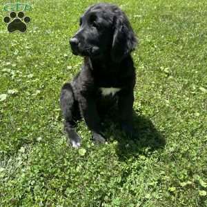 Rachel, Bernese Golden Mountain Dog Puppy