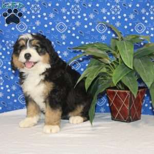 Cooper, Mini Bernedoodle Puppy