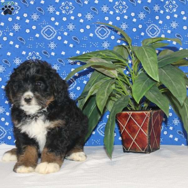 Carson, Mini Bernedoodle Puppy