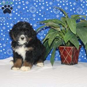 Carson, Mini Bernedoodle Puppy