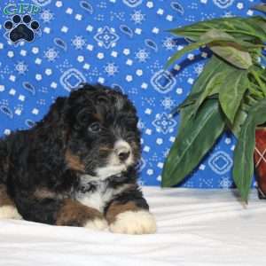 Carson, Mini Bernedoodle Puppy