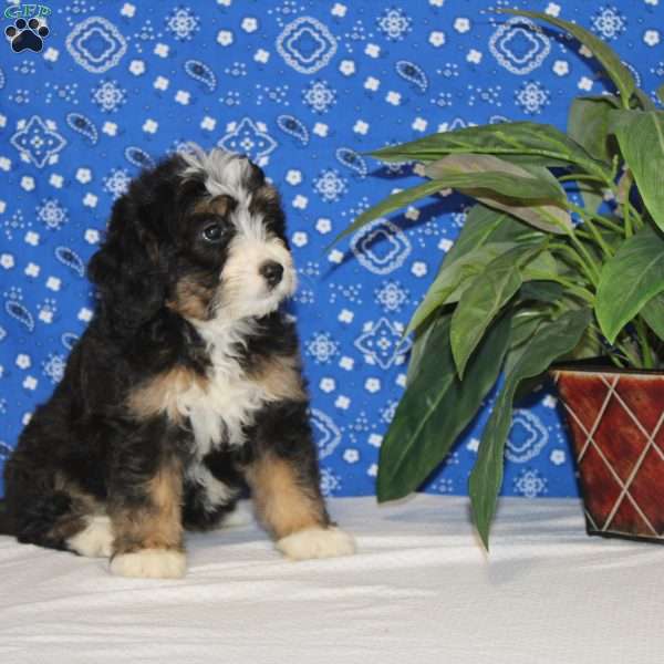 Sadie, Mini Bernedoodle Puppy