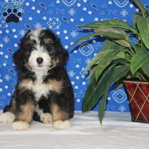 Sadie, Mini Bernedoodle Puppy