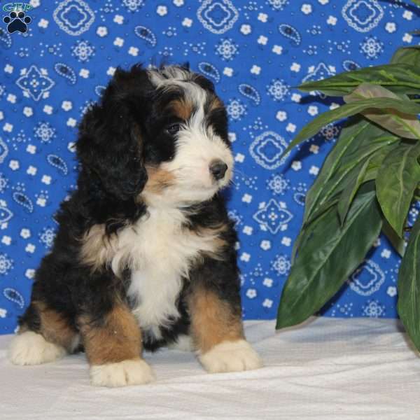 Sophie, Mini Bernedoodle Puppy