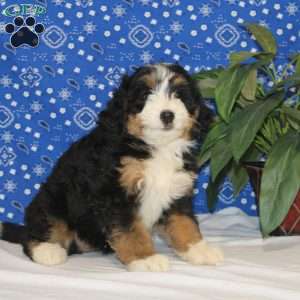 Sophie, Mini Bernedoodle Puppy