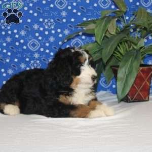 Sophie, Mini Bernedoodle Puppy