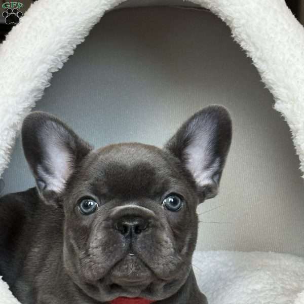 Toby, French Bulldog Puppy