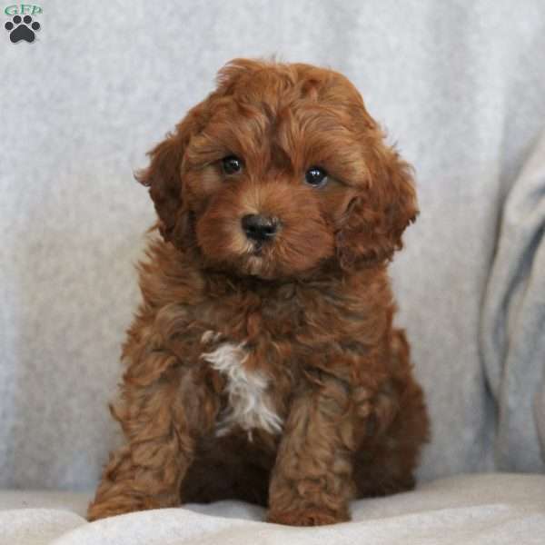 Blake, Cavapoo Puppy