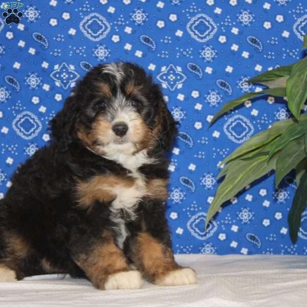 Sage, Mini Bernedoodle Puppy