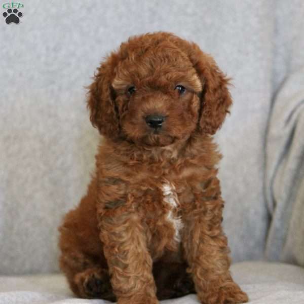 Buster, Cavapoo Puppy