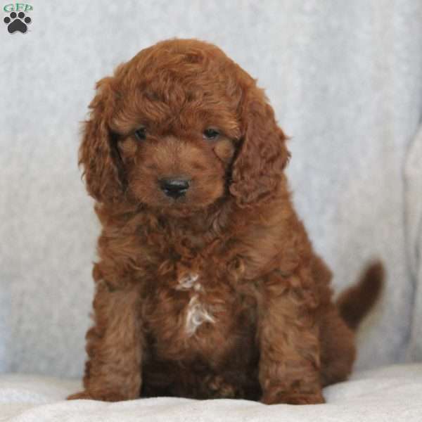 Bella, Cavapoo Puppy