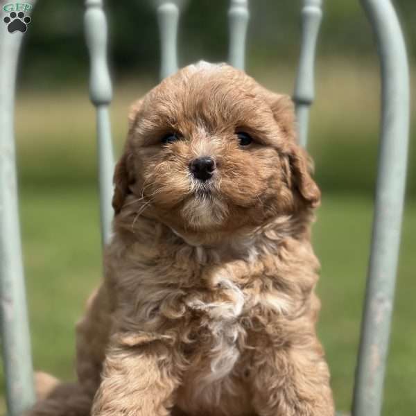 George, Miniature Poodle Mix Puppy