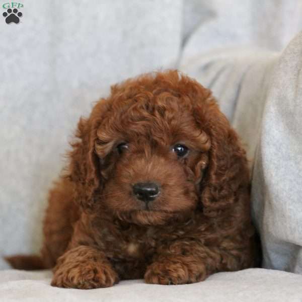 Bonnie, Cavapoo Puppy