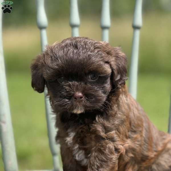 Giggles, Miniature Poodle Mix Puppy