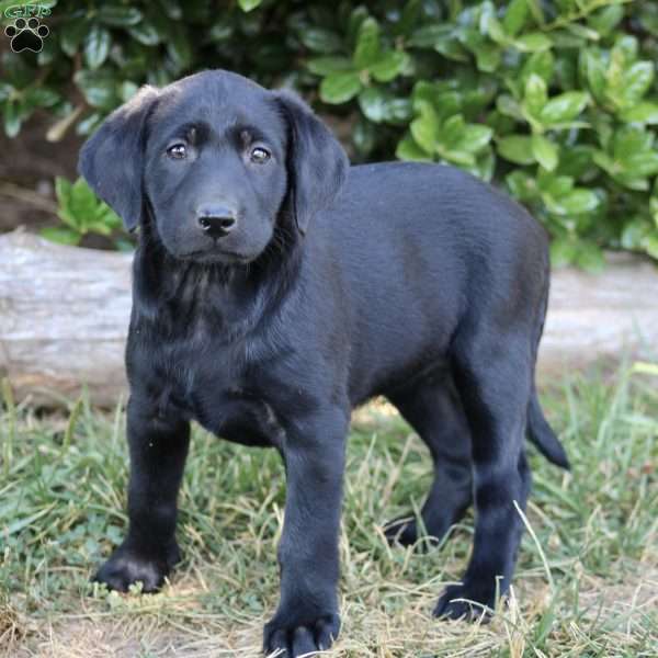 Emily, Black Labrador Retriever Puppy