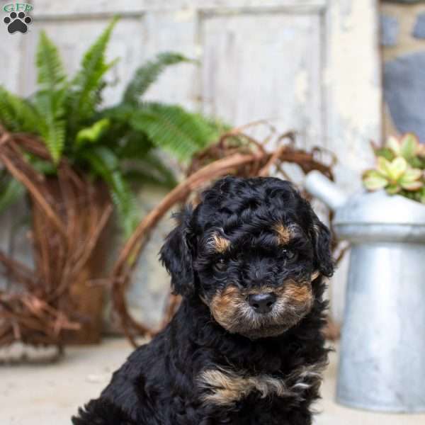 Kai, Toy Poodle Puppy