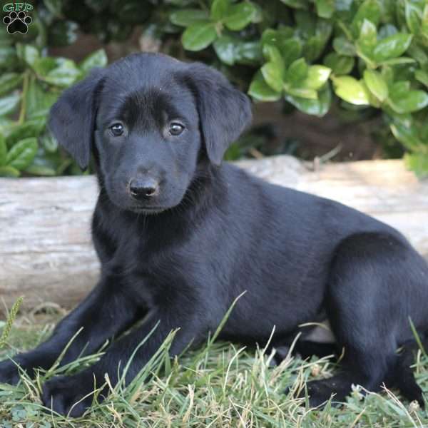 Eva, Black Labrador Retriever Puppy