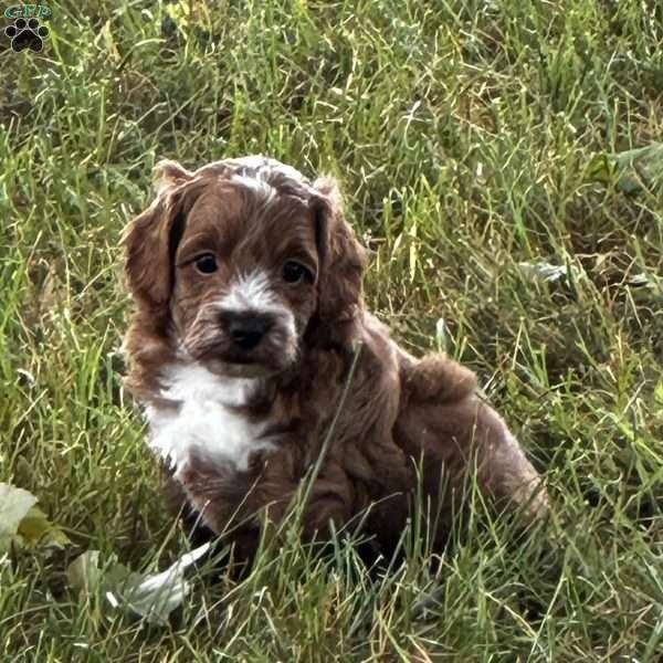 Juno, Cavapoo Puppy