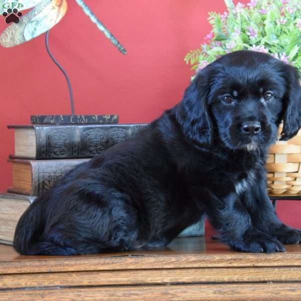 Teddy, Miniature Golden Retriever Puppy