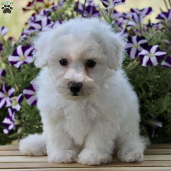 Fluffy, Bichon Frise Puppy