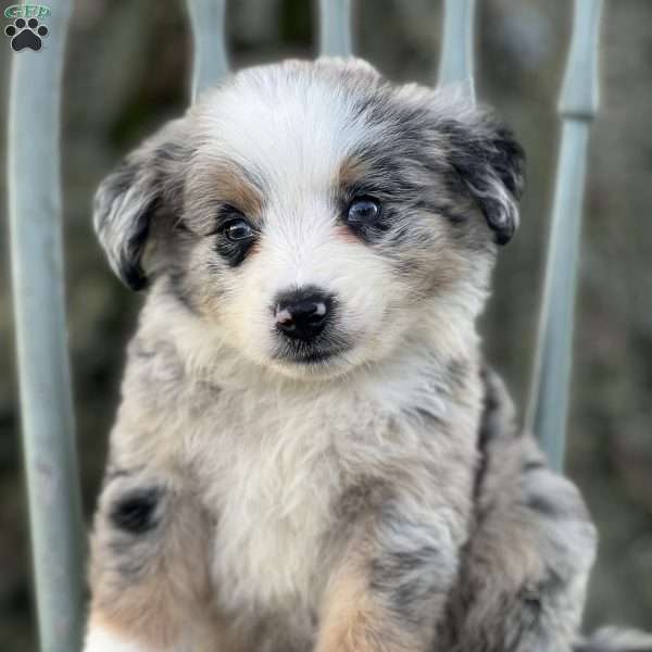 Toshi, Australian Shepherd Puppy