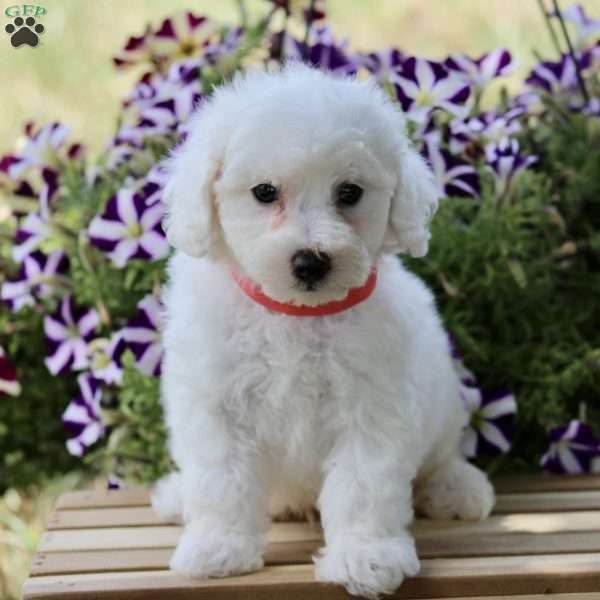 Flynn, Bichon Frise Puppy