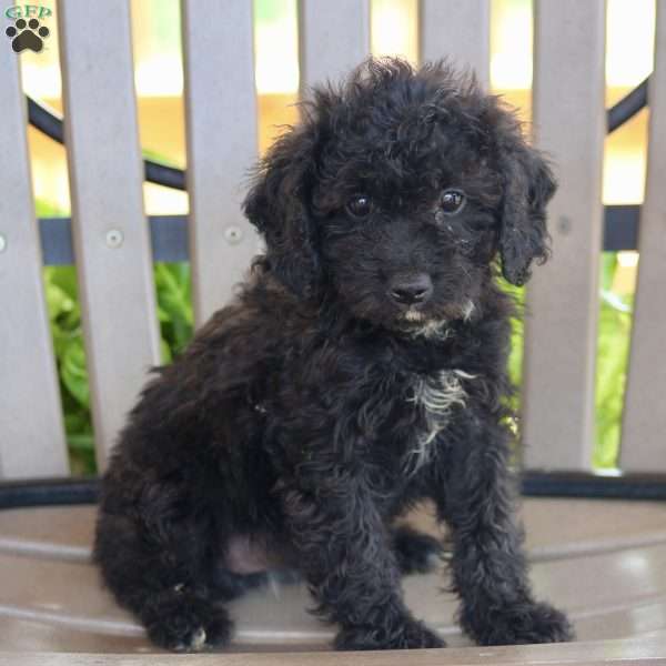 Macy, Cavapoo Puppy