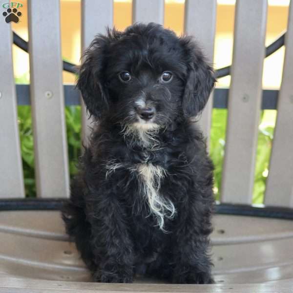 Muffin, Cavapoo Puppy